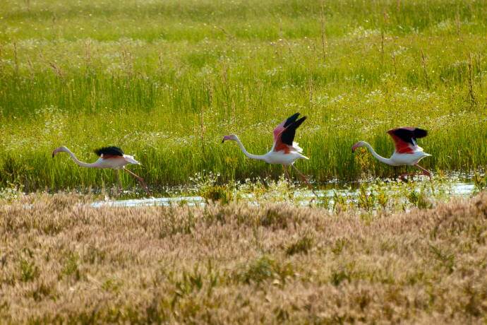 Flamingos in the Doñana National Park